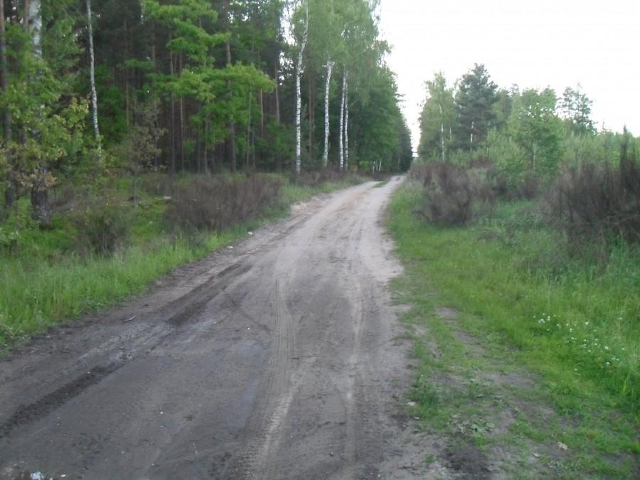 leśna droga