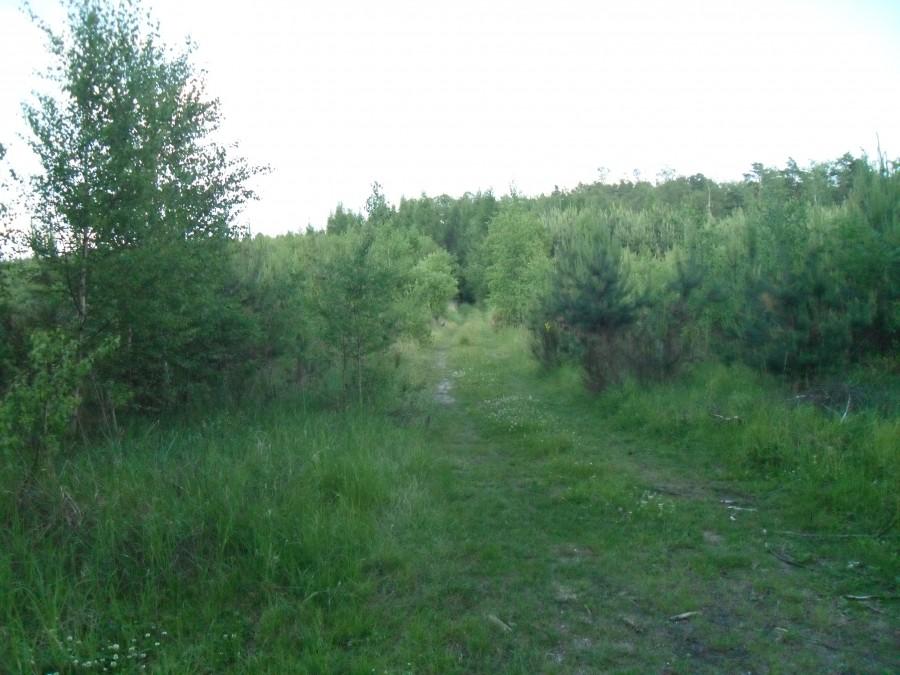 niewinna drużka