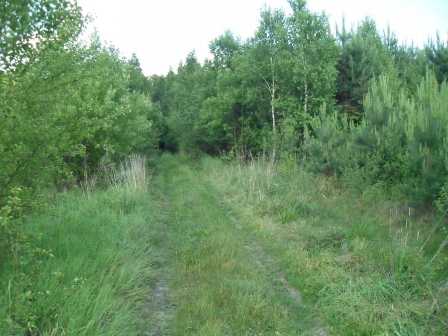 niewinna drużka 2