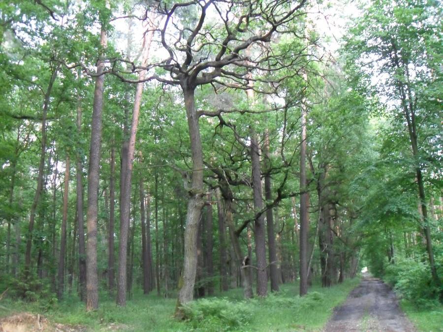 złowrogie? drzewo