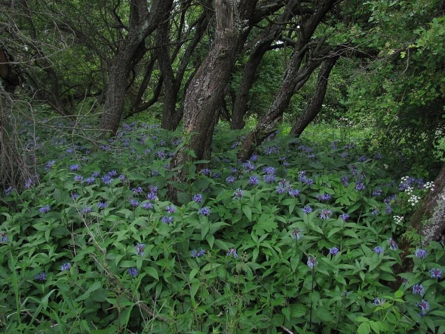 zarastające drzewka owocowe - pozostałości po dawnej wiosce łemkowskiej