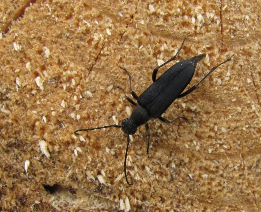 strangalia czarna