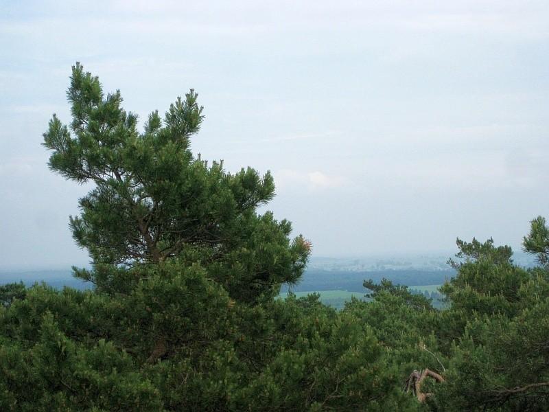w koronach drzew