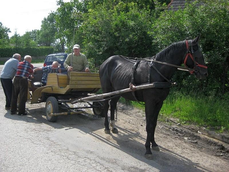 Biedny konik takich ochlejów musiał wieźć