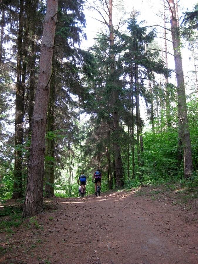 leśne ścieżki