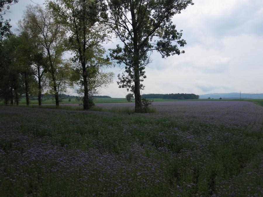 Fioletowe pole