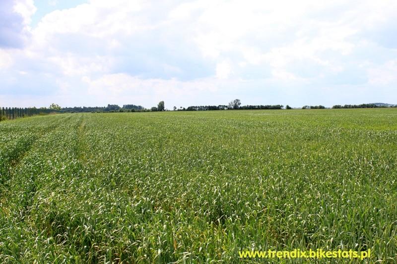 Wszędzie hektary rosnących zbóż, ciekawe jakie będą plony??