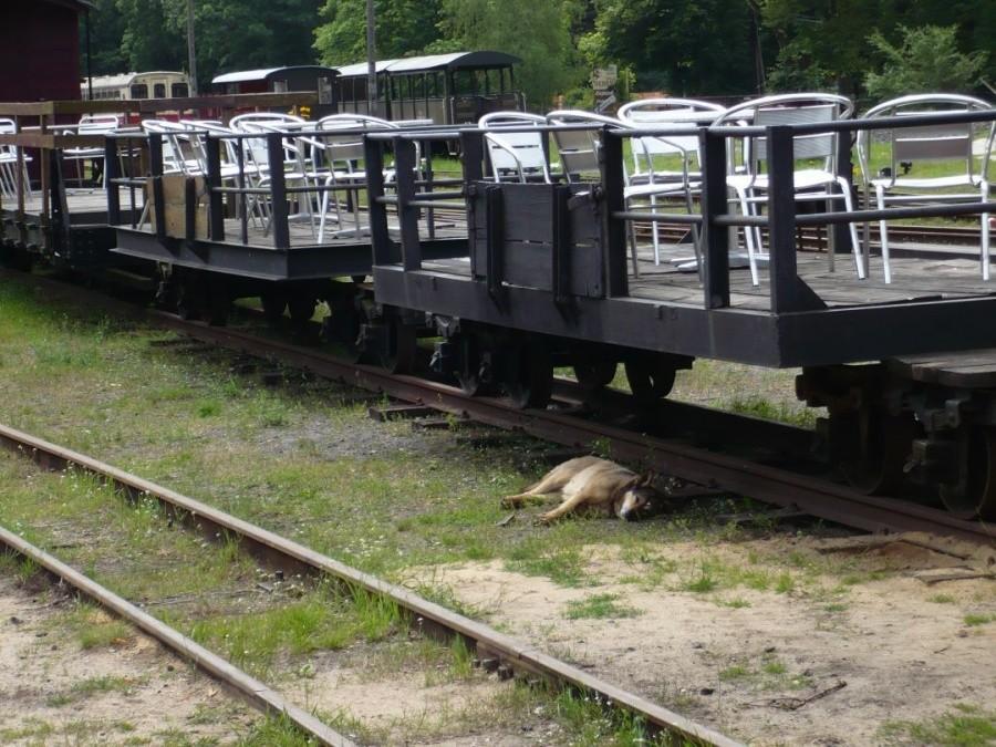 Pies, który jeździł koleją?