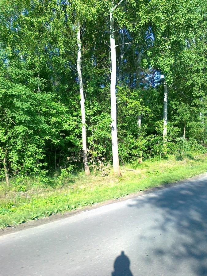 Puszcza Kampinoska
