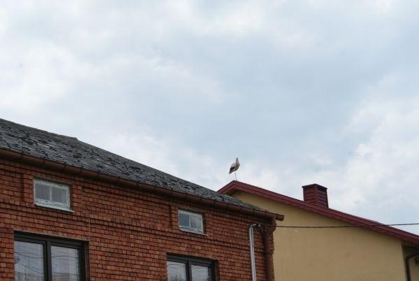 tata bocian obserwuje :)