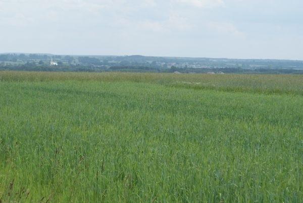 w Międzyborzu na punkcie widokowym