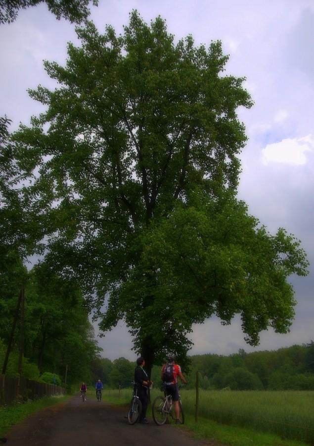 Pod tulipanowcem