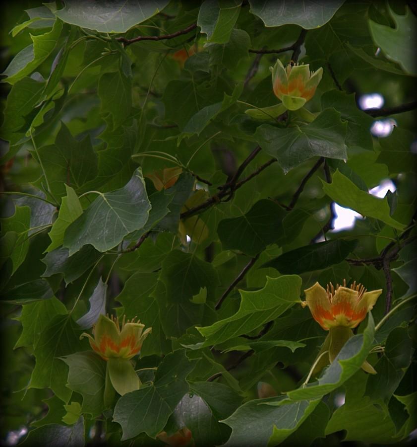 Kwiaty tulipanowca