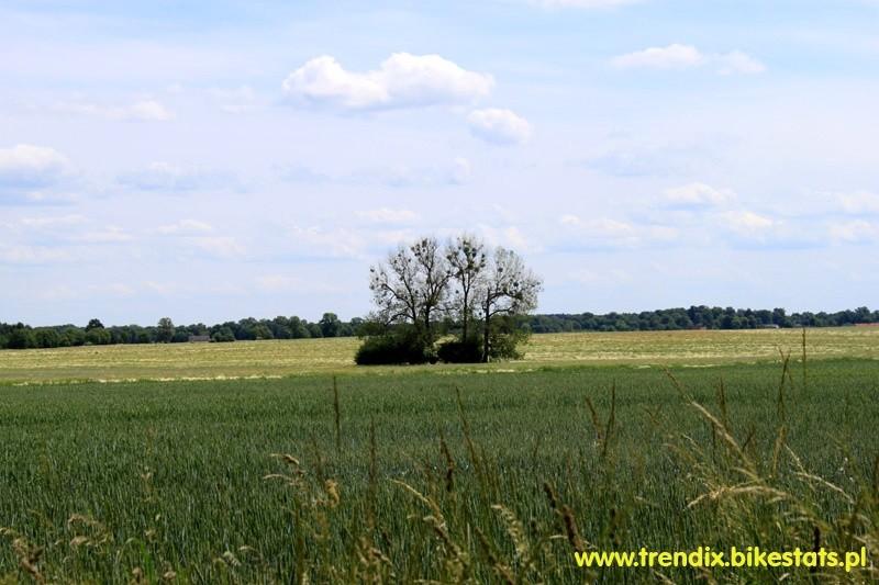 wyspa na zbozowym polu, wygląda jak na wodzie