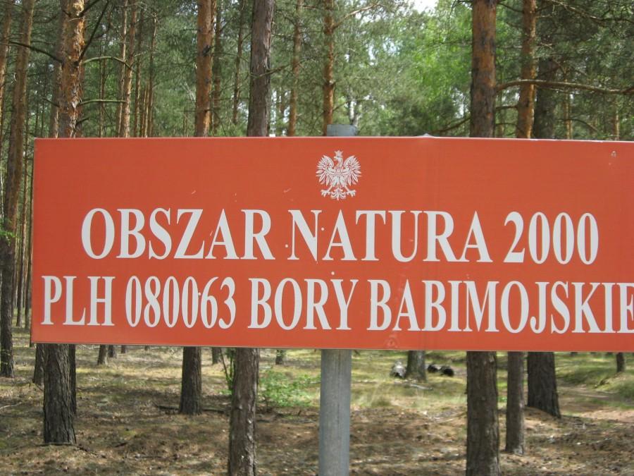 Bory babimojskie