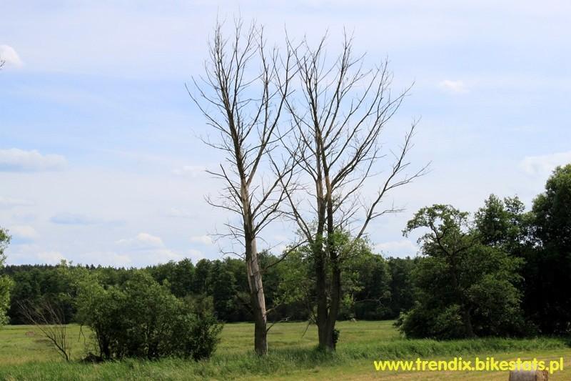 niedaleko płynie Ina a tym drzewom brakło wody lub dopadła je choroba