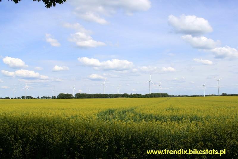 widok na fermę wiatrowa z nad kwitnącego rzepaku
