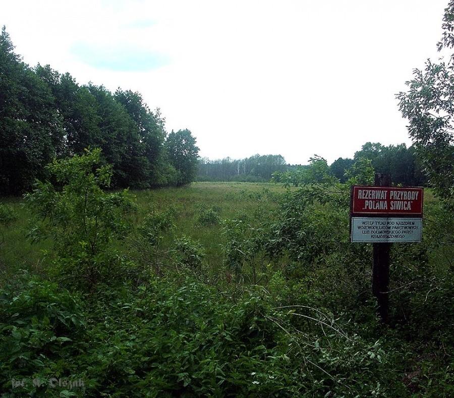 Polana Siwica