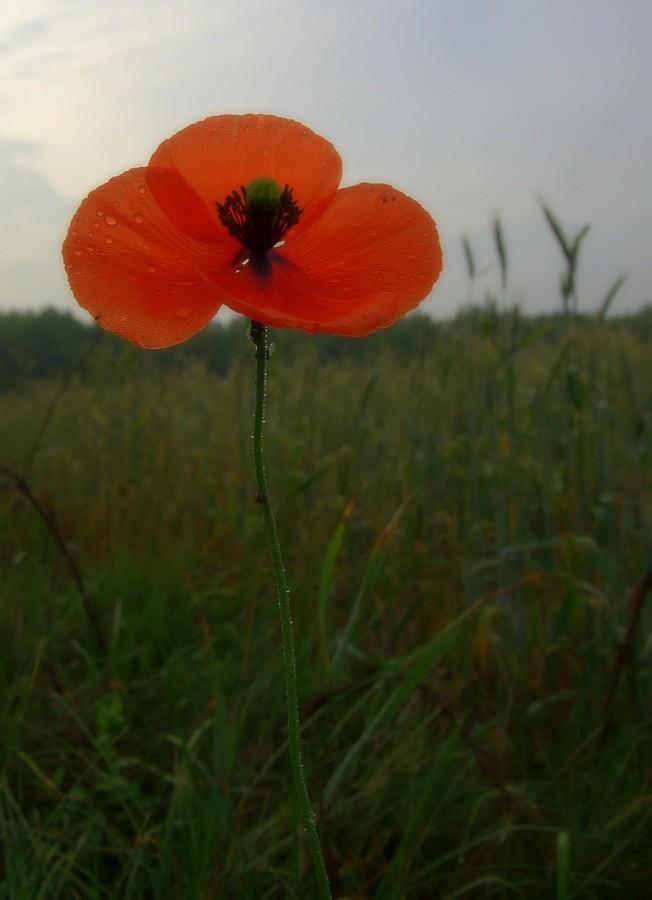 Czerwony maczek
