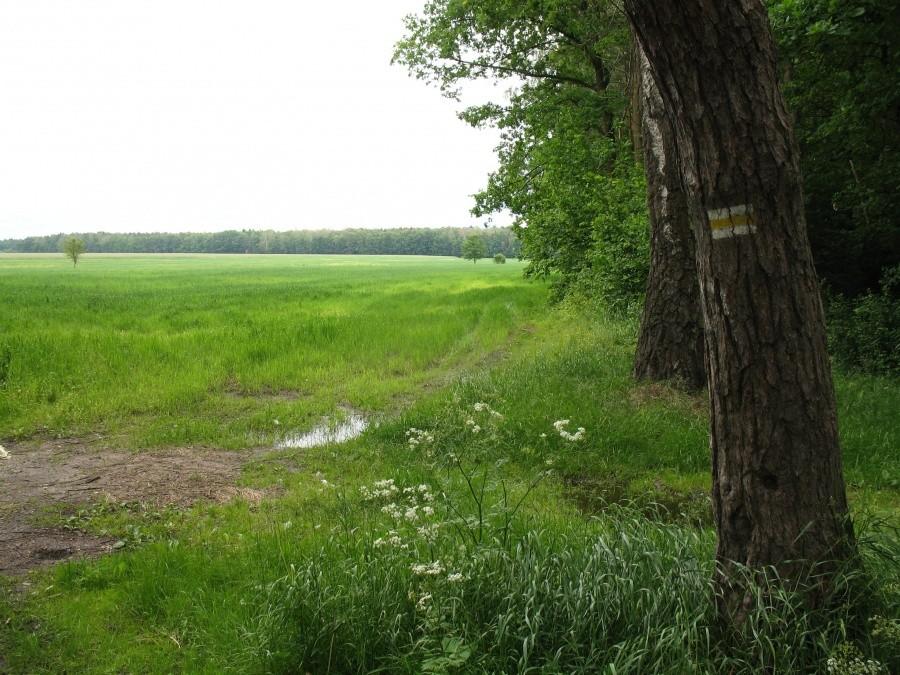 żółty szlak pieszy w okolicy Piskórki