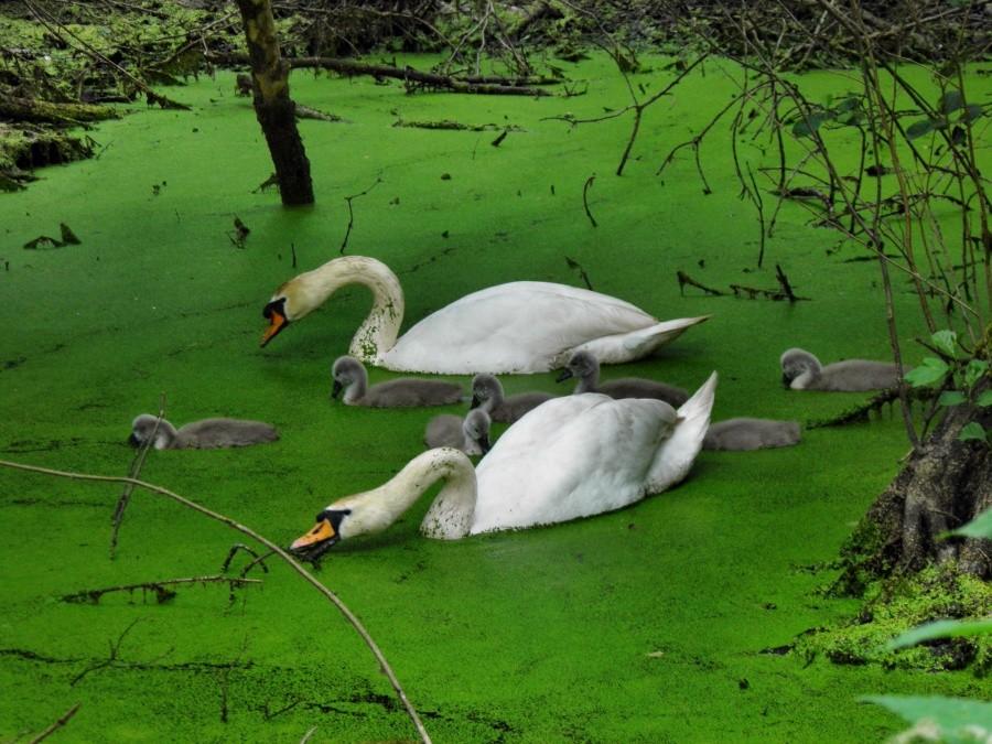 Łabędzia rodzina z Lasku Arkońskiego.