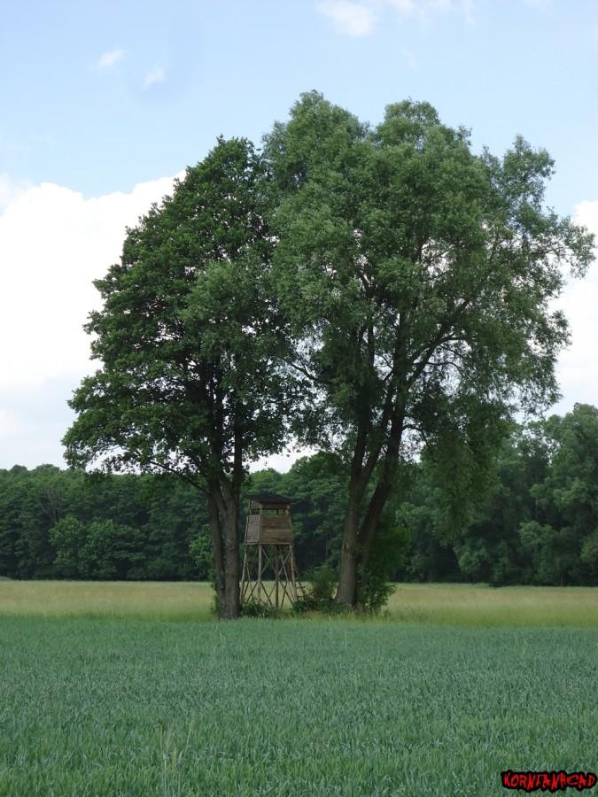 A tutaj druga ambona widoczna z wnętrza pierwszej.