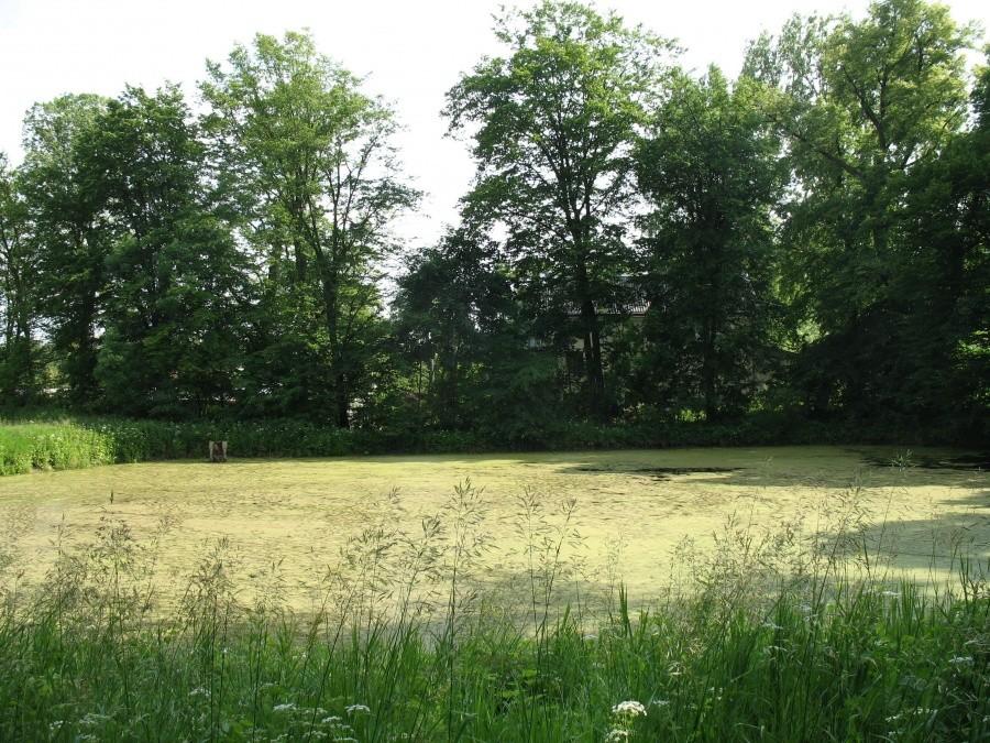 Wola Gołkowska- zarastające stawy