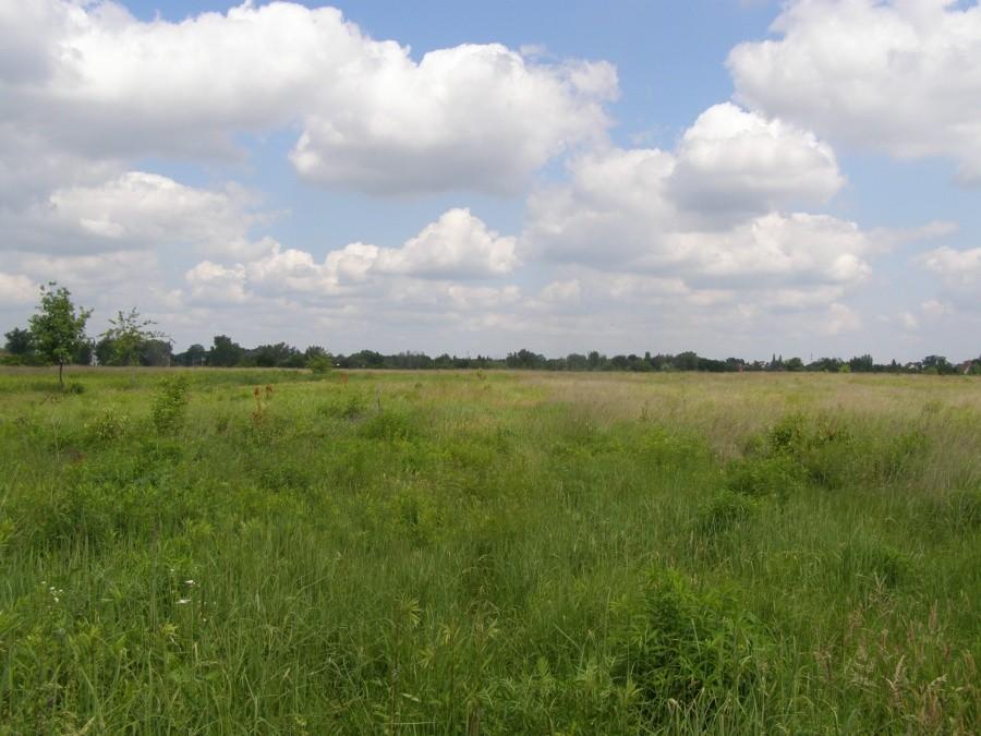 Pole między Żernikami, a Graniczną