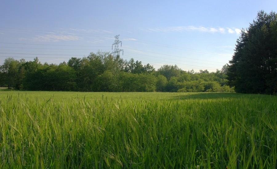 Pole w Rudzie Śląskiej