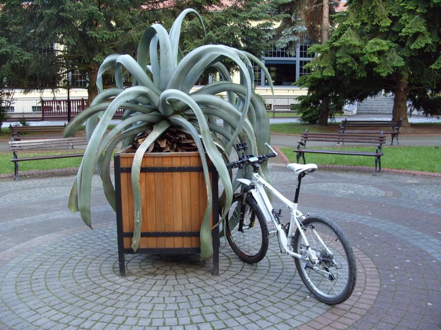 Ośmiornice w parku zdrojowym pakowane na sztuki zjadające felta ;).