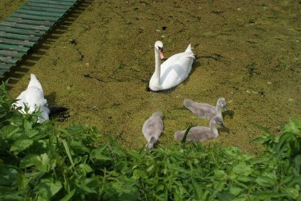 3 maluszki - tak chciałabym je pogłaskać :)