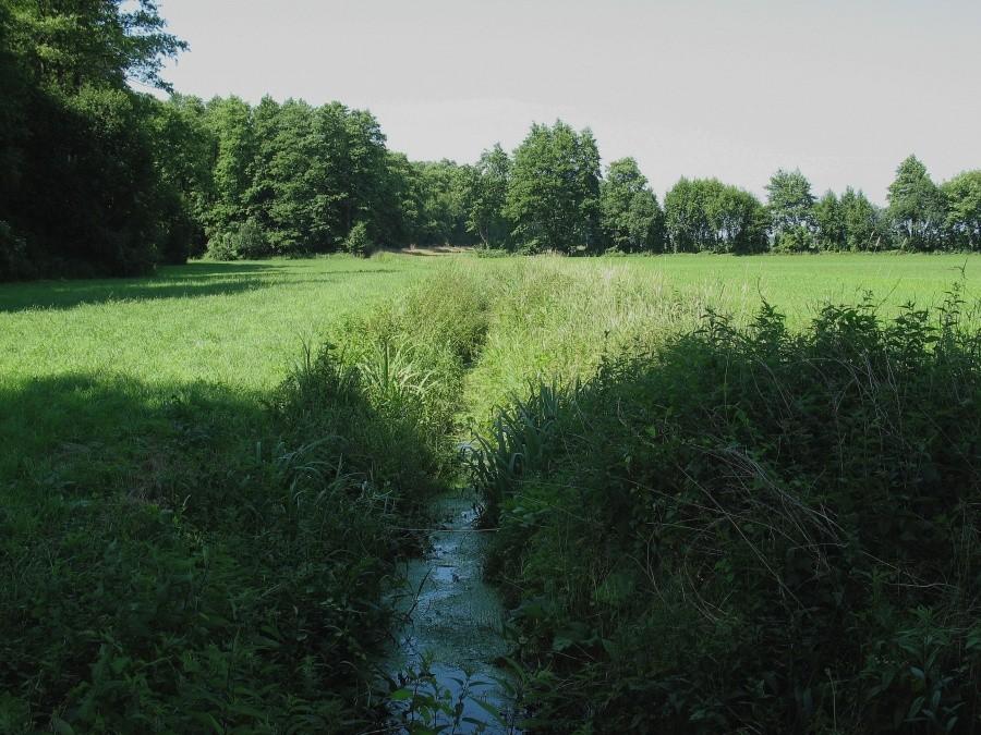 Rezerwat Olszyna Łyczyńska