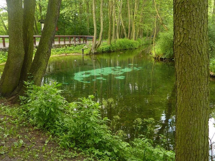 Rezerwat przyrody "Niebieskie Źródła" w Tomaszowie Mazowieckim