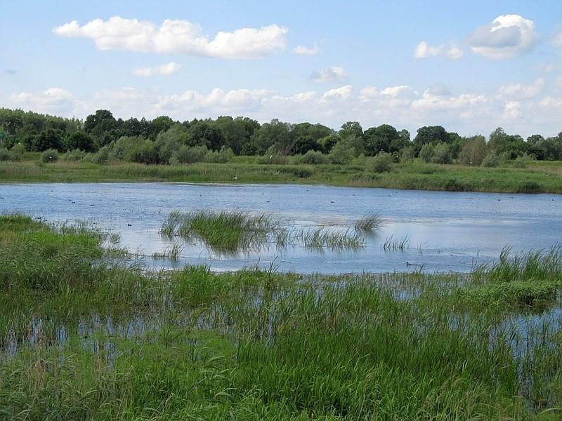 Podmokłe tereny obok Kiszkowa