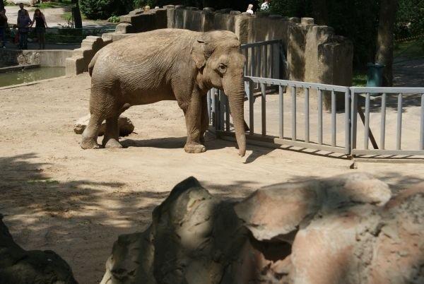 słonica Magda w łódzkim zoo