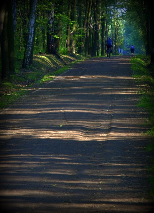 W lasku Makoszowskim