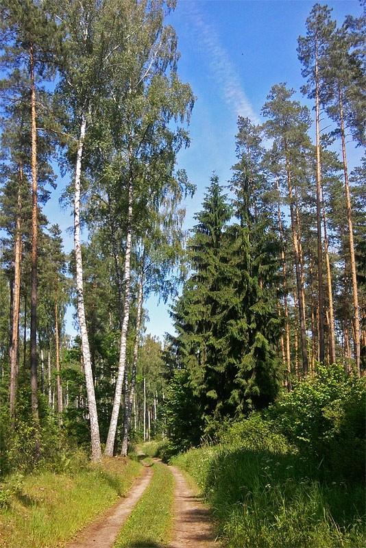 Mazurskie lasy