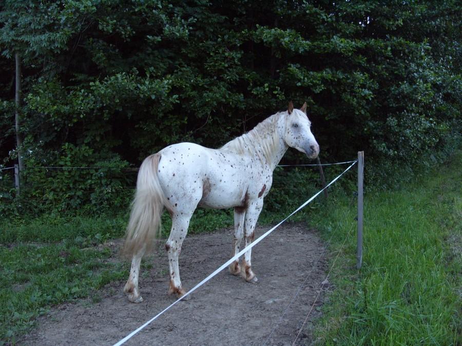Jak zawsze podczas przejazdu musze ustrzelić pięknego karego i jest gdzieś w drodze na Stare Mesto. Nie wspomnę jak mnie pastuch pojechał ;))