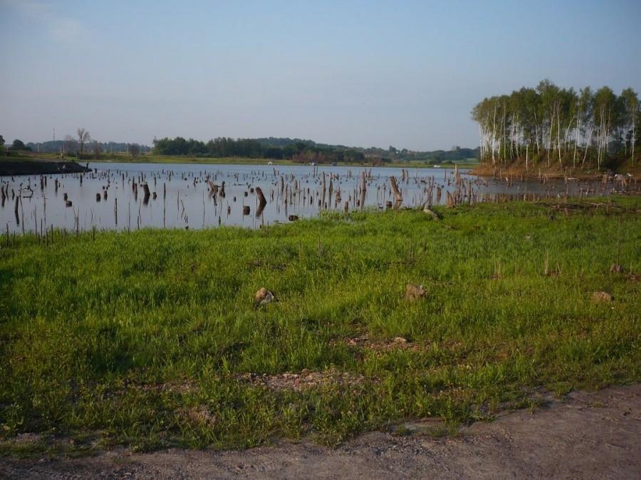 Umarłe drzewa