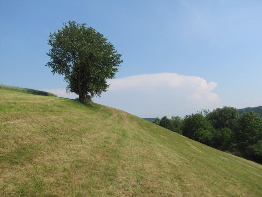 Drzewo na wzgórzu