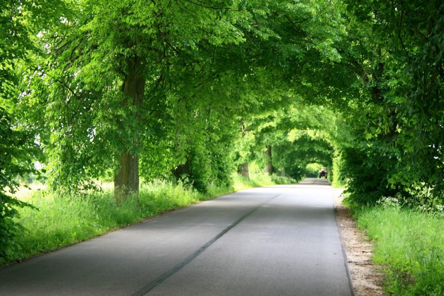 Tunel z drzew
