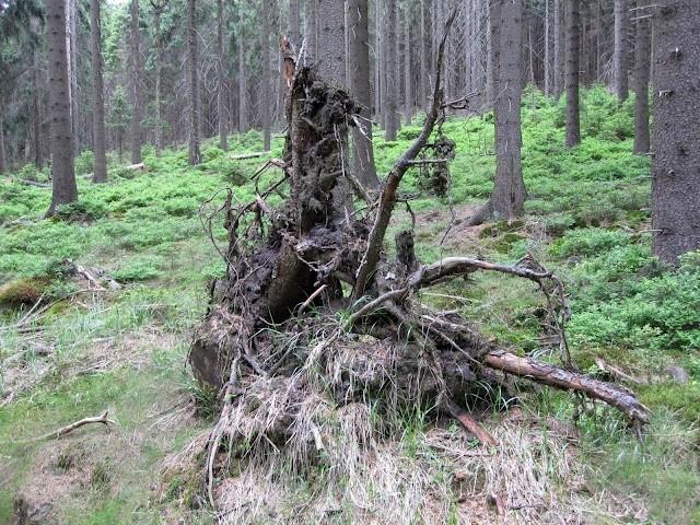 Piękny korzeń