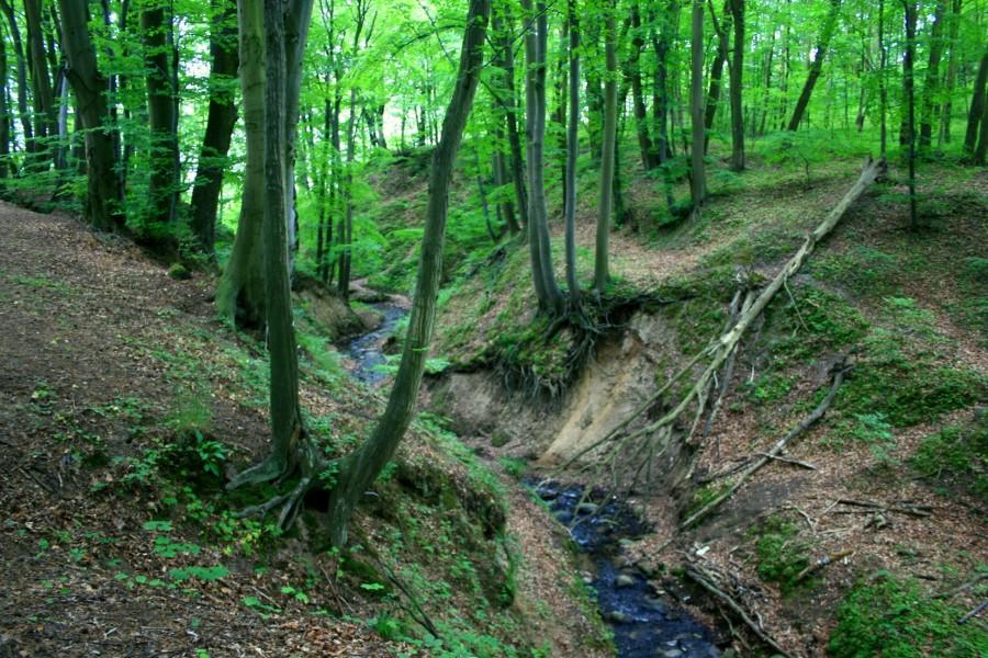 Nadbrzeżny las
