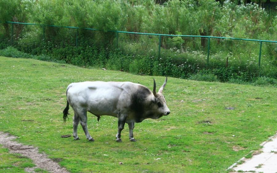 Pod gdańskim zoo
