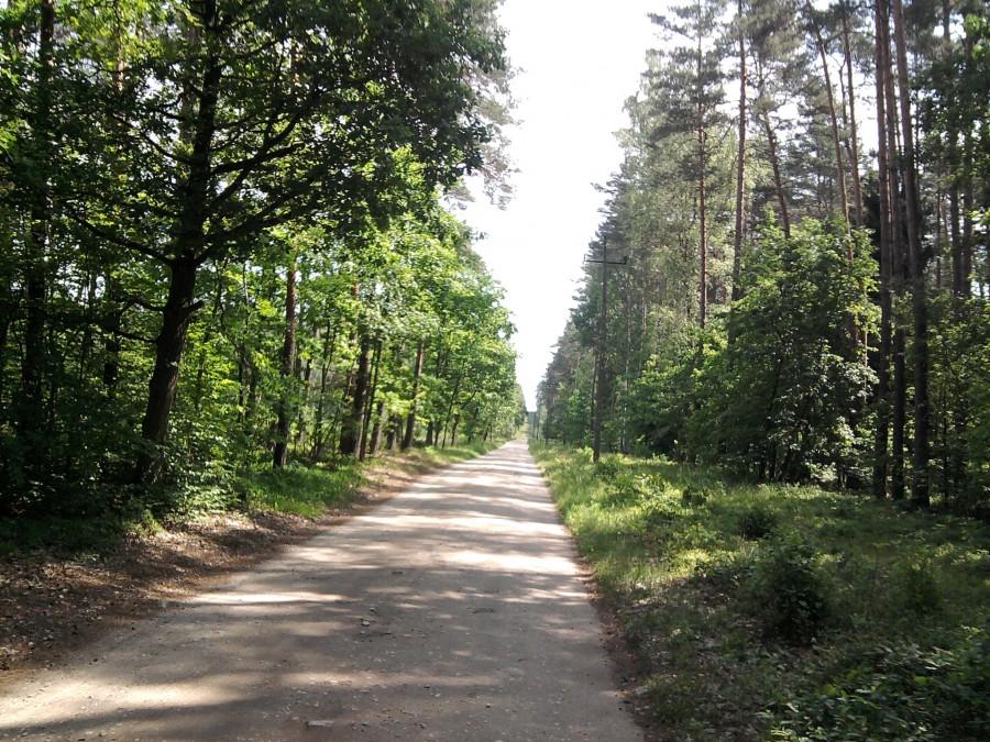 Dobry szuter do Klonowa