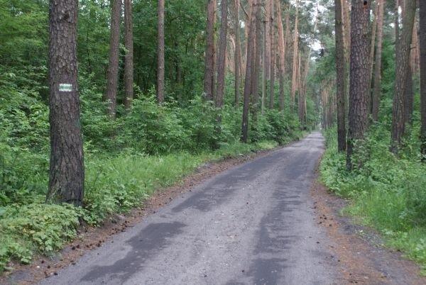 zielonym szlakiem pieszym