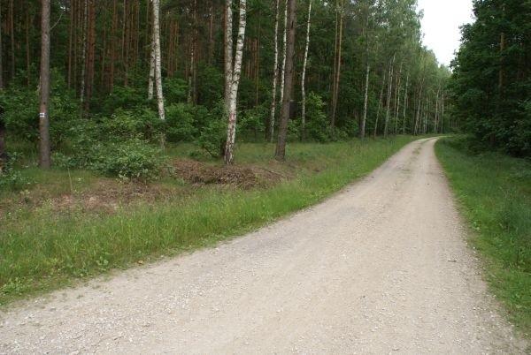 niebieskim pieszym