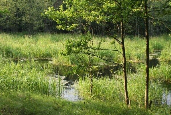 rozlewisko