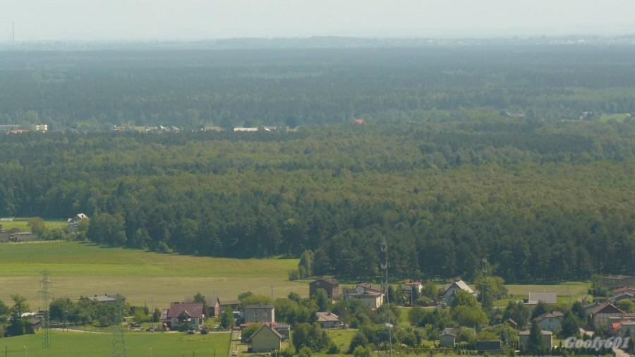 Lasy Kobiórskie.