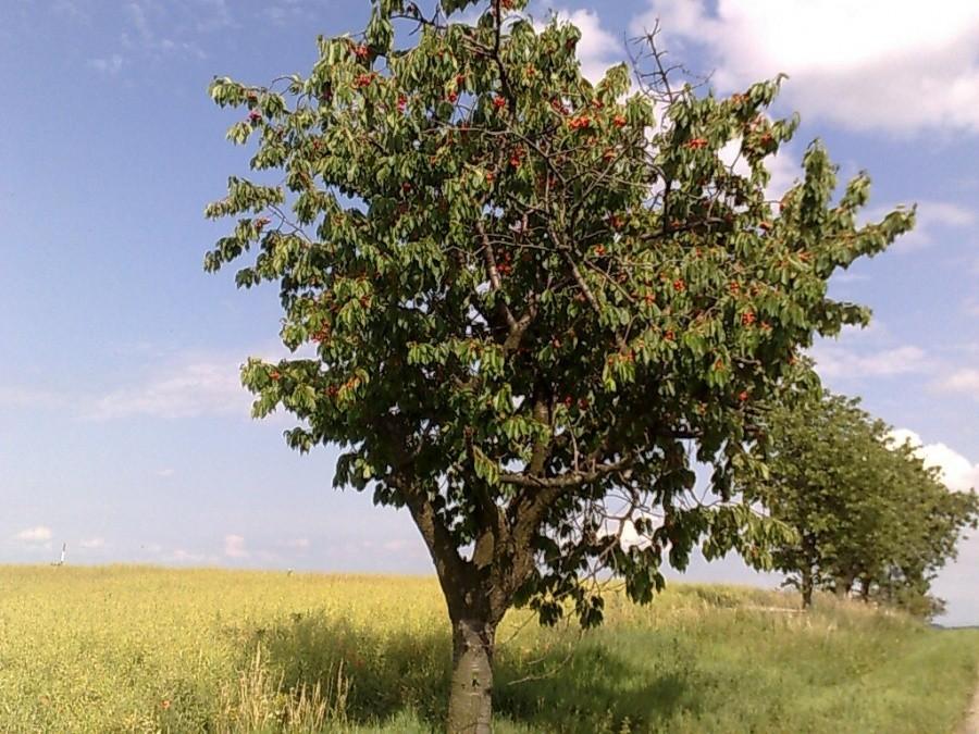 Przydrożne czereśnie